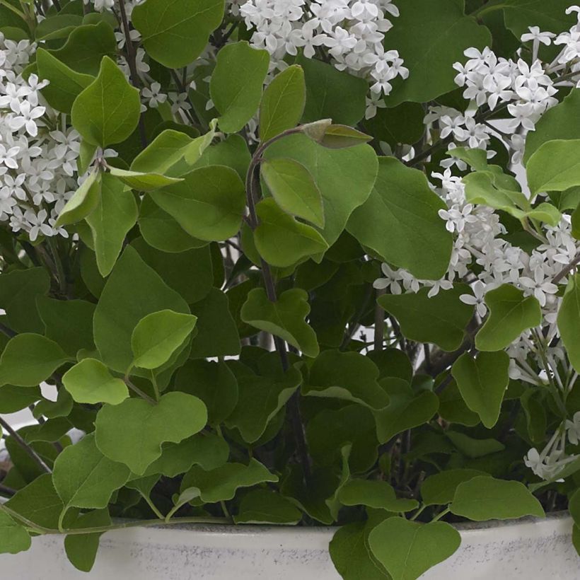 Zwerg-Duftflieder Flowerfesta White - Syringa meyeri (Laub)