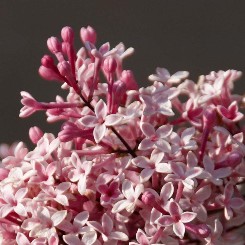 Zwerg-Flieder Superba - Syringa microphylla (Blüte)