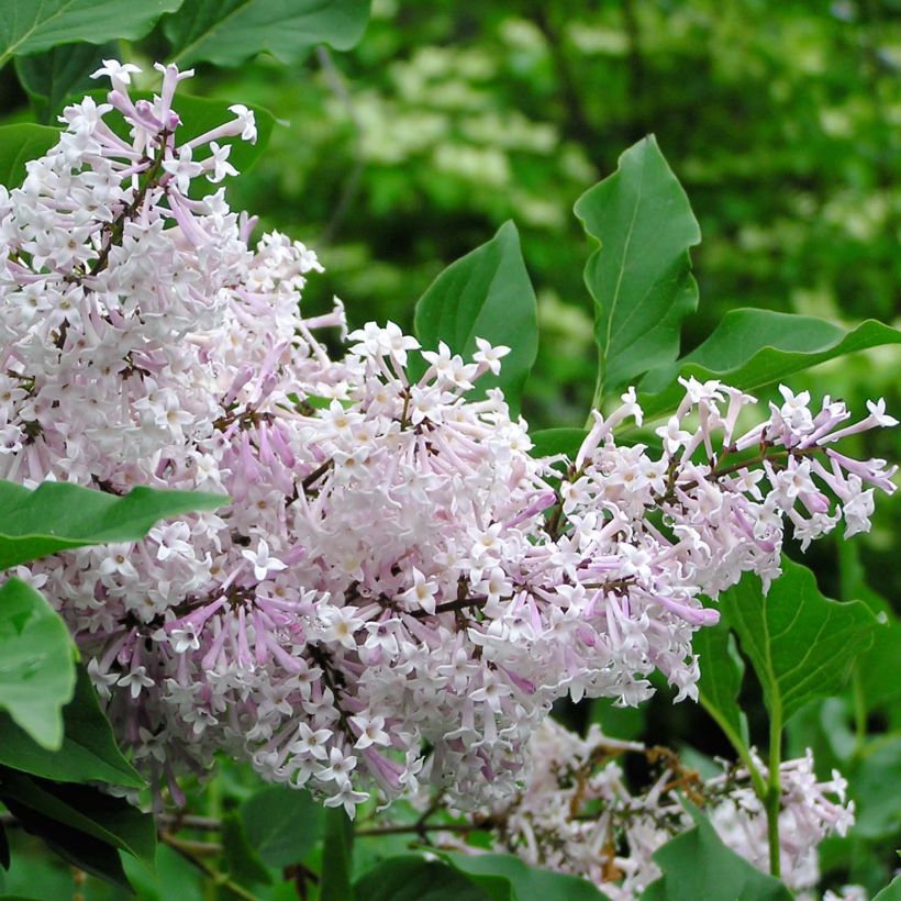 Koreanischer Flieder Miss Kim - Syringa patula (Blüte)