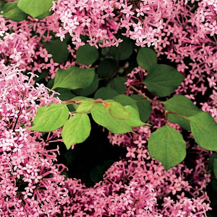 Zwerg-Flieder Red Pixie - Syringa microphylla (Laub)