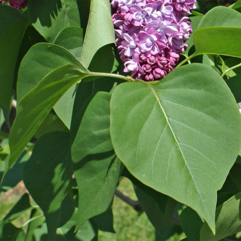 Edelflieder Paul Thirion - Syringa vulgaris (Laub)