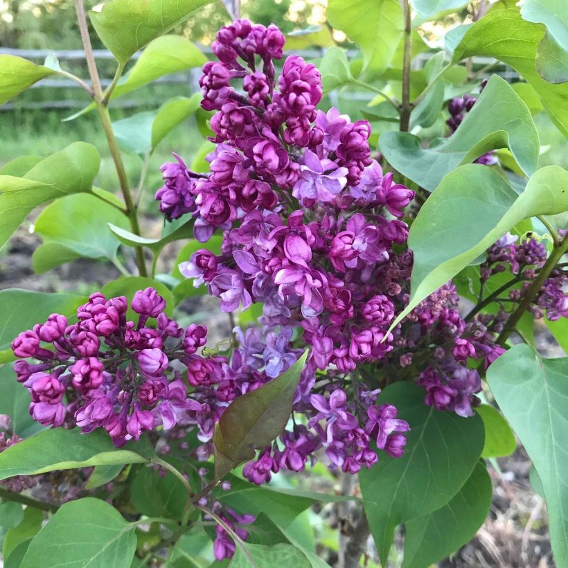 Edelflieder Prince Wolkonsky - Syringa vulgaris (Blüte)