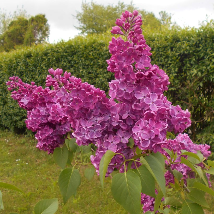 Edelflieder Znamya Lenina - Syringa vulgaris (Hafen)