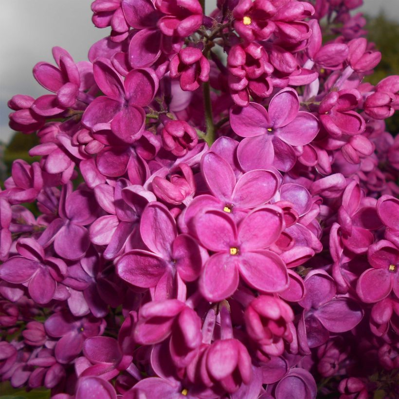 Edelflieder Znamya Lenina - Syringa vulgaris (Blüte)