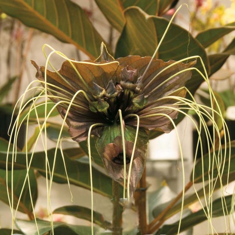 Tacca chantrieri Green Isle - Fledermausblume (Blüte)