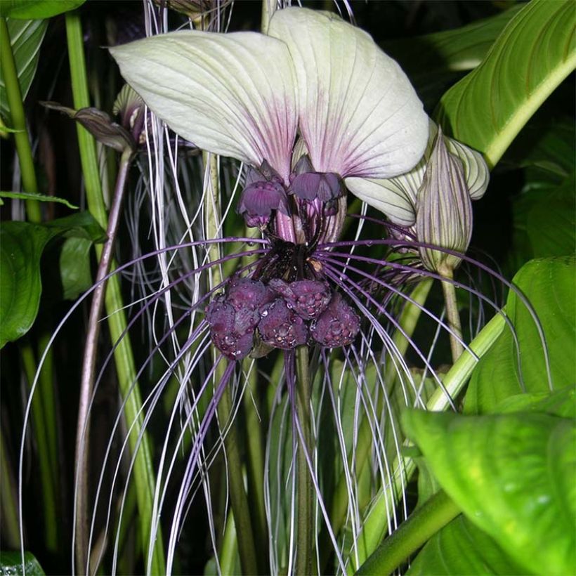 Tacca integrifolia - Weiße Fledermausblume (Blüte)