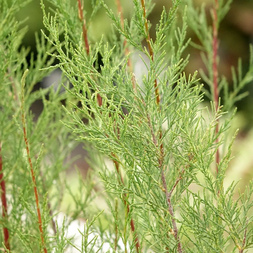 Tamarix ramosissima Hulsdonk White - Sommertamariske (Laub)