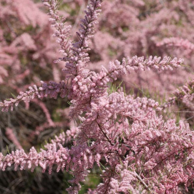 Tamarix parviflora - Kleinblütige Tamariske (Blüte)