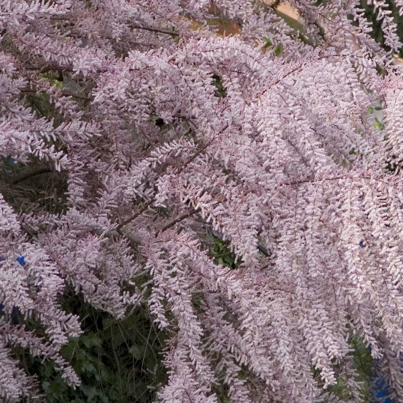 Tamarix tetrandra - Viermännige Tamariske (Blüte)