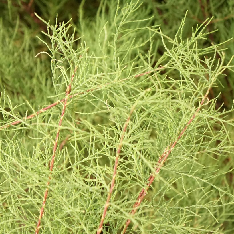 Tamarix tetrandra - Viermännige Tamariske (Laub)