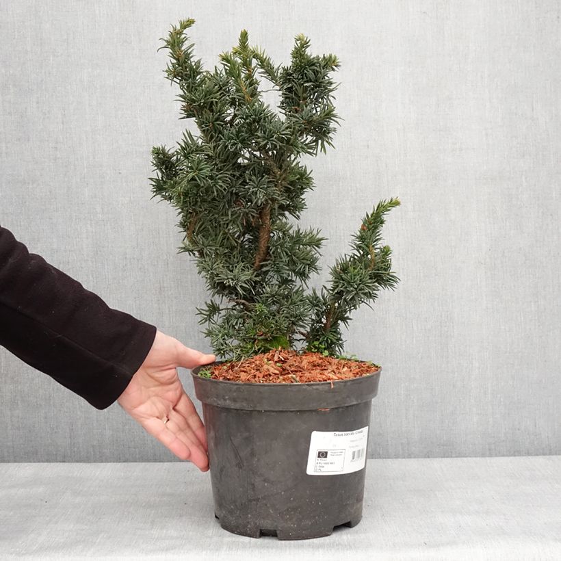 Exemplar von Taxus baccata Cristata - Eibe Topf mit 4L/5LGelieferte Höhe ca. 20/30cm wie im Winter geliefert