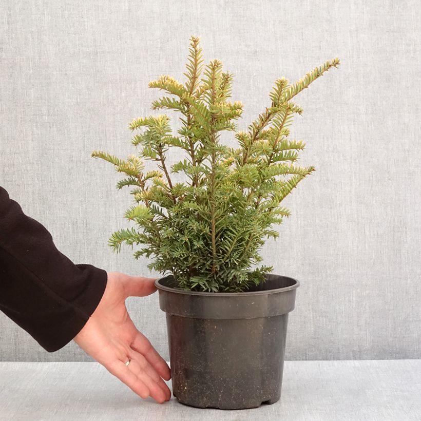 Exemplar von Taxus baccata Elegantissima - Eibe Topf mit 3L/4LGelieferte Höhe ca. 30/40cm wie im Winter geliefert