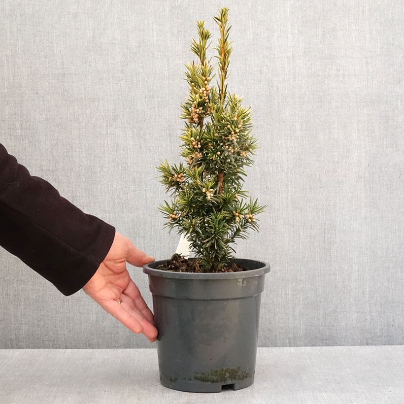 Exemplar von Eibe Fastigiata Aurea - Taxus baccata Topf mit 2L/3LGelieferte Höhe ca. 25/30cm wie im Winter geliefert