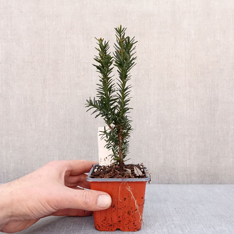 Exemplar von Becher-Eibe Hillii - Taxus media Kleine Töpfe von 8/9 cm wie im Winter geliefert