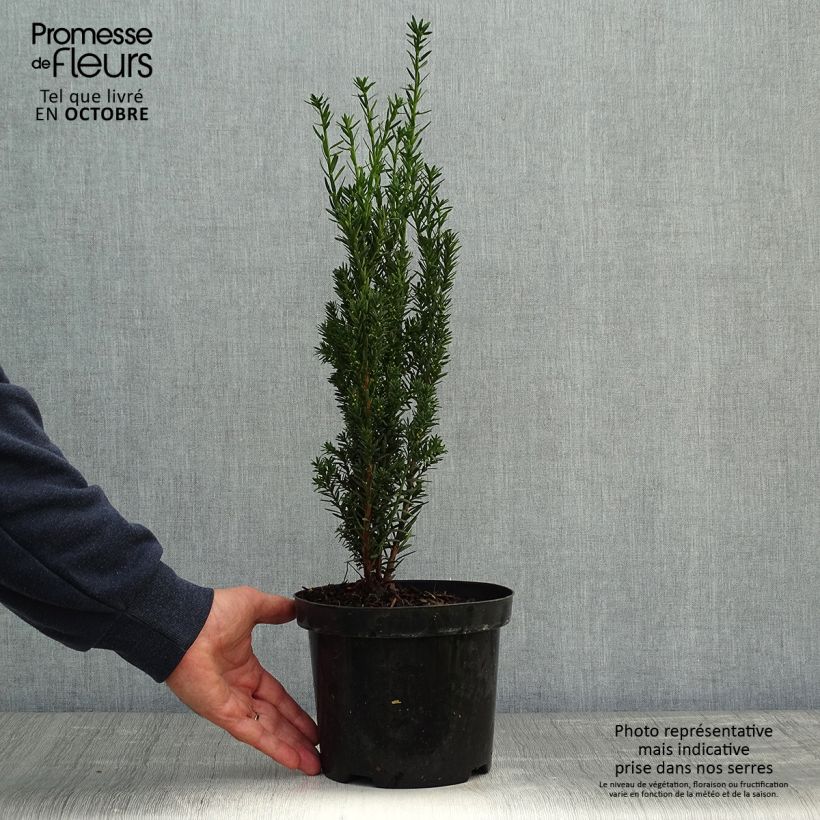 Exemplar von Taxus media Hillii - If hybride Pot de 2L/3L wie im Herbst geliefert