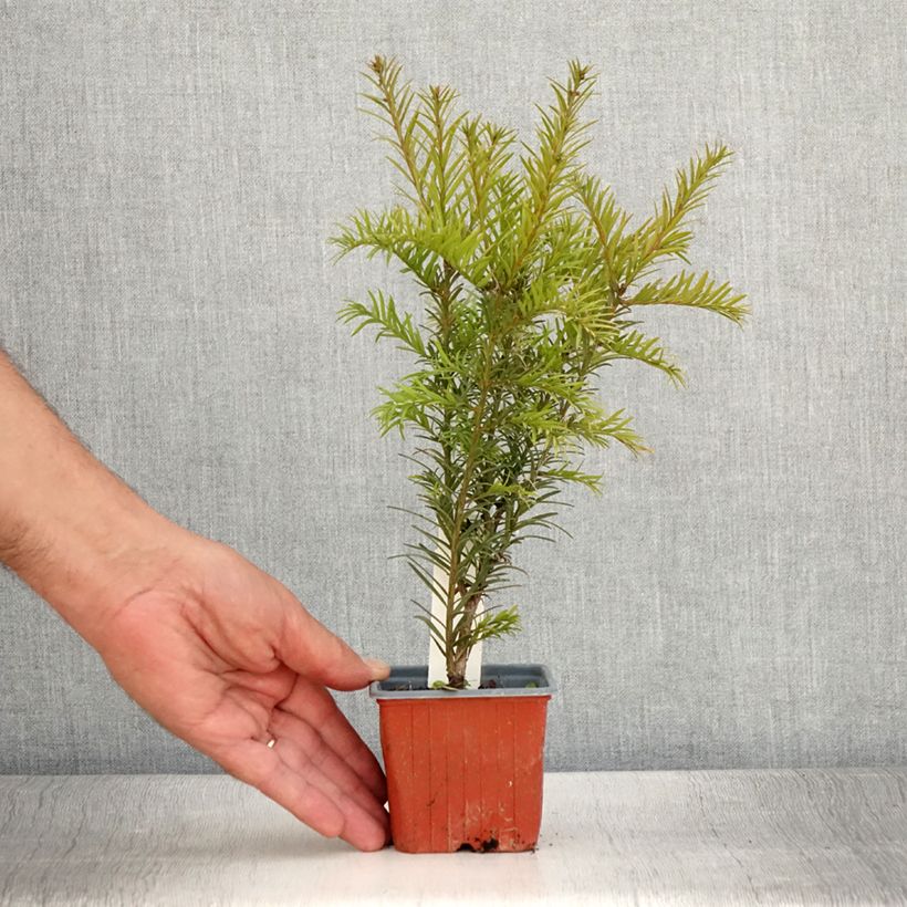 Exemplar von Taxus x media Groenland - If hybride - Godet de 8/9 cm wie im Sommer geliefert