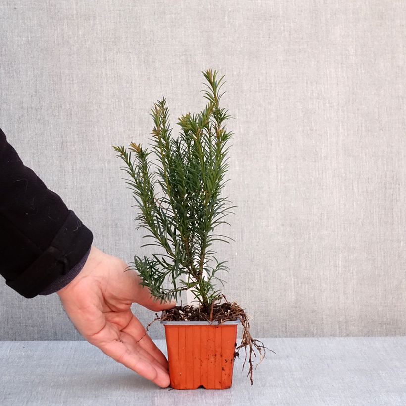 Exemplar von Becher-Eibe Groenland - Taxus media Kleine Töpfe von 8/9 cm wie im Winter geliefert