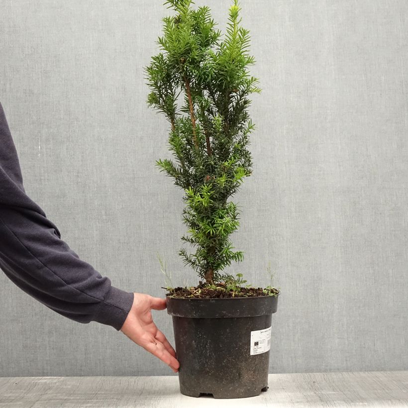 Exemplar von Taxus x media Hicksii - If hybride Pot de 7,5L/10L wie im Sommer geliefert