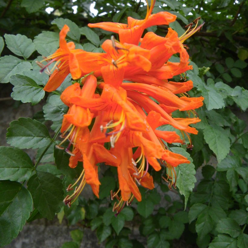 Tecoma capensis - Trompetenstrauch (Blüte)