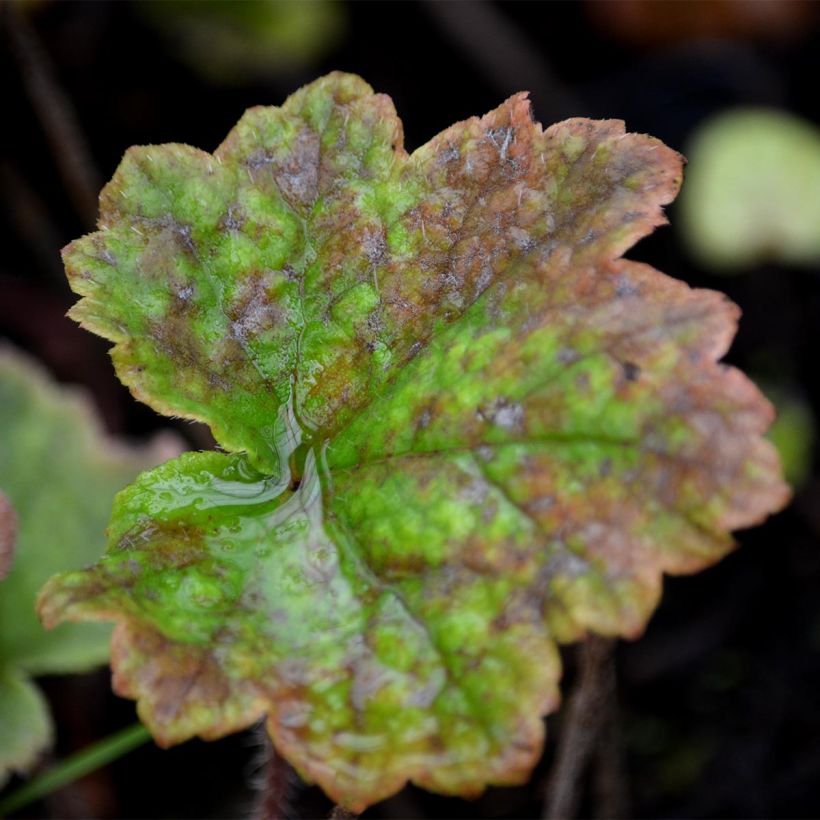 Tellima grandiflora Rubra - Falsche Alraunwurzel (Laub)