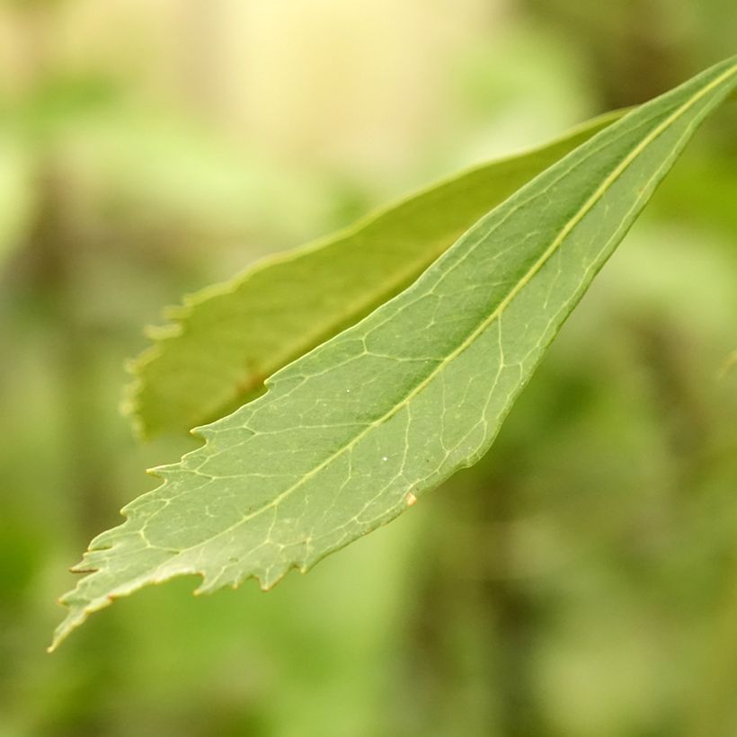 Telopea speciosissima White - Telopeie (Laub)