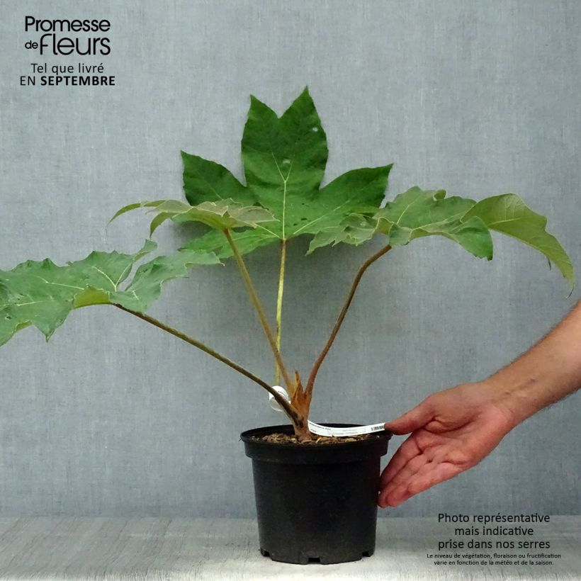 Exemplar von Tetrapanax papyrifera Rex - Reispapierbaum wie im Herbst geliefert