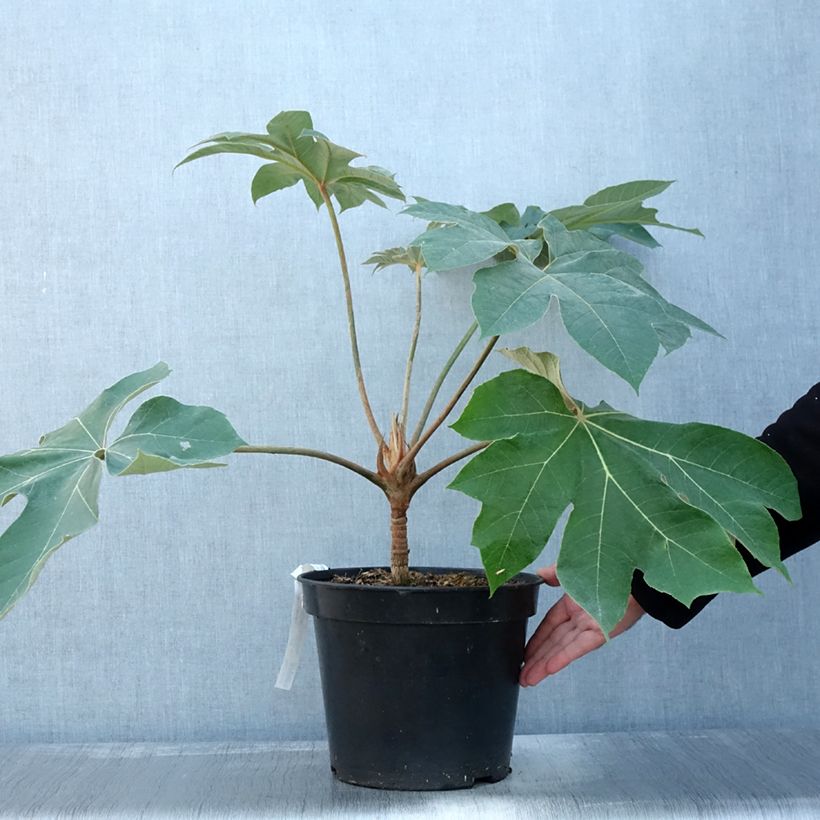 Exemplar von Tetrapanax papyrifera Rex en pot de 7L wie im Herbst geliefert