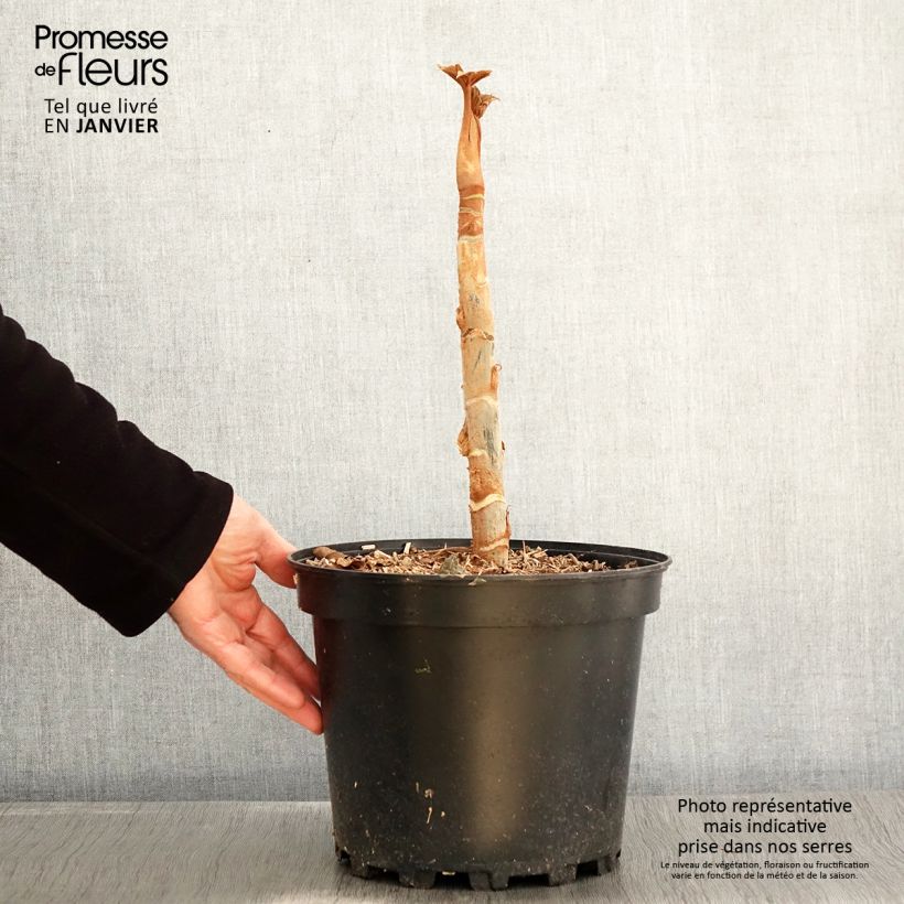 Exemplar von Tetrapanax papyrifera Rex en pot de 7L wie im Winter geliefert