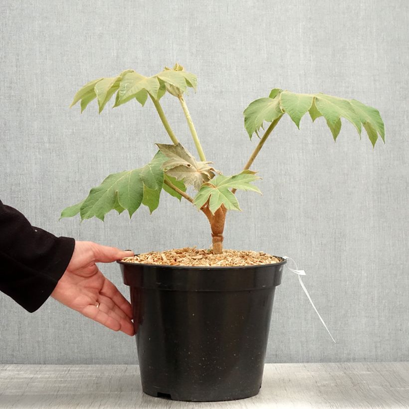 Exemplar von Tetrapanax papyrifera Rex - Reispapierbaum Topf mit 6L/7L wie im Frühjahr geliefert