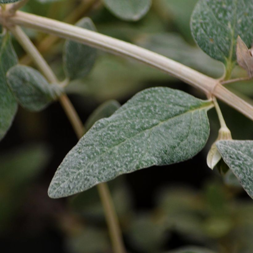 Teucrium fruticans Azureum - Strauchiger Gamander (Laub)