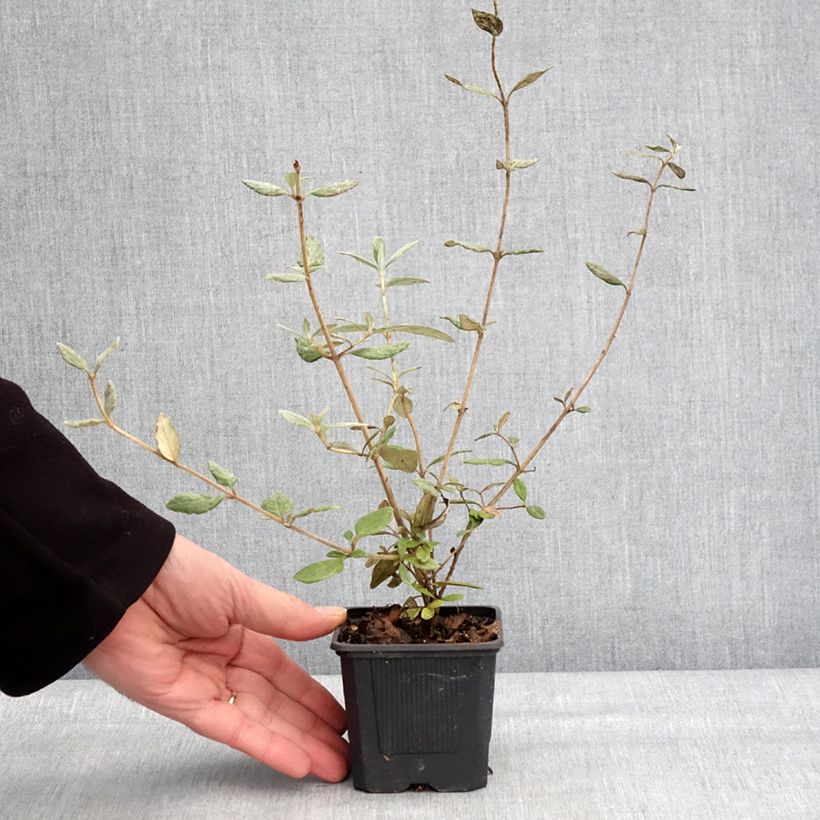 Exemplar von Teucrium fruticans Selection Erecta - Strauchiger Gamander Kleine Töpfe von 8/9 cm wie im Winter geliefert