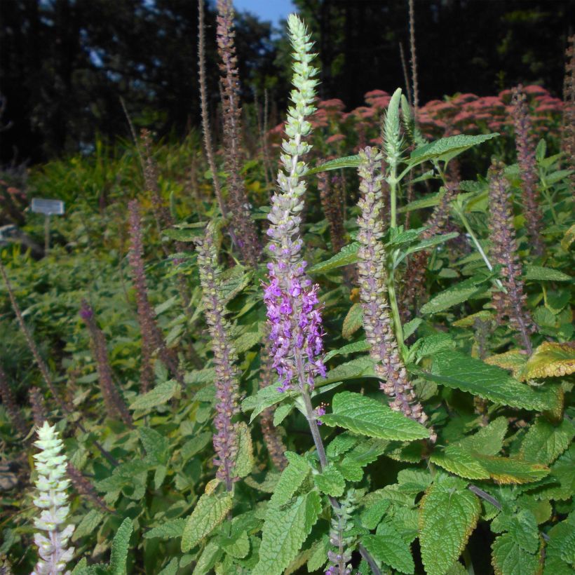 Teucrium hircanicum - Kaukasus-Gamander (Blüte)