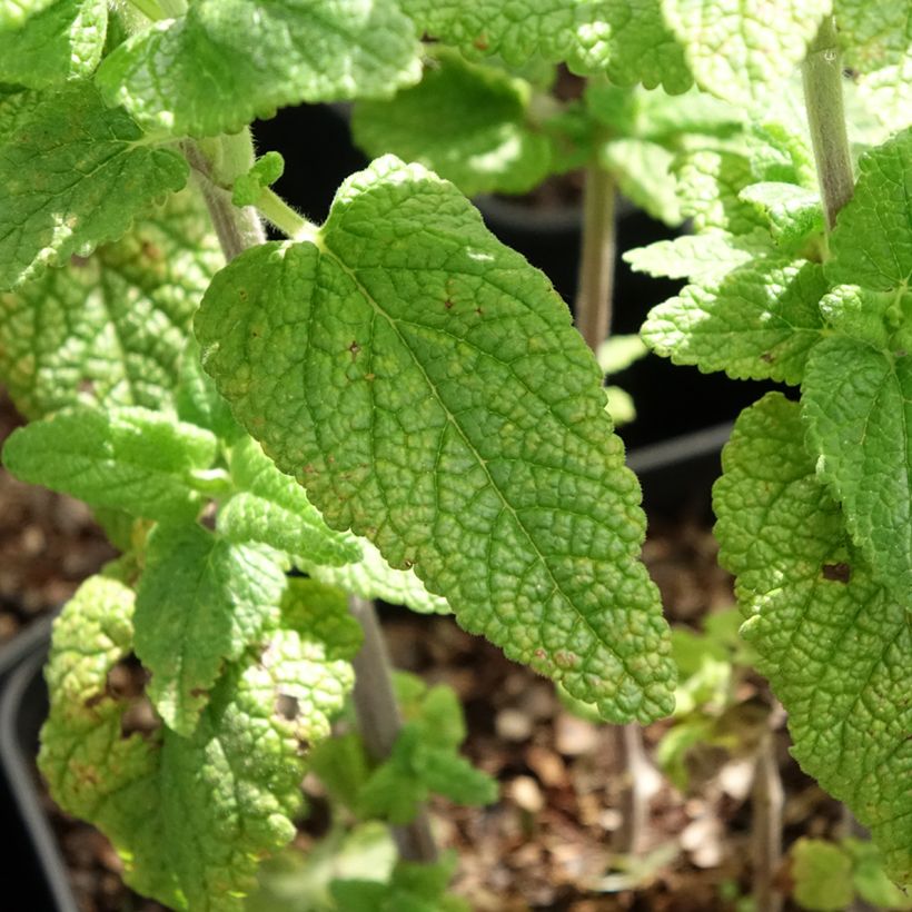 Teucrium hircanicum Paradise Delight - Kaukasus-Gamander (Laub)