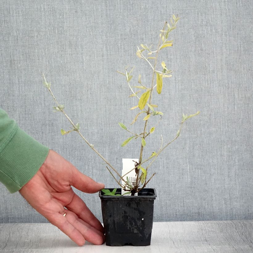 Exemplar von Teucrium Indyho - Gamander Kleine Töpfe von 8/9 cm wie im Sommer geliefert