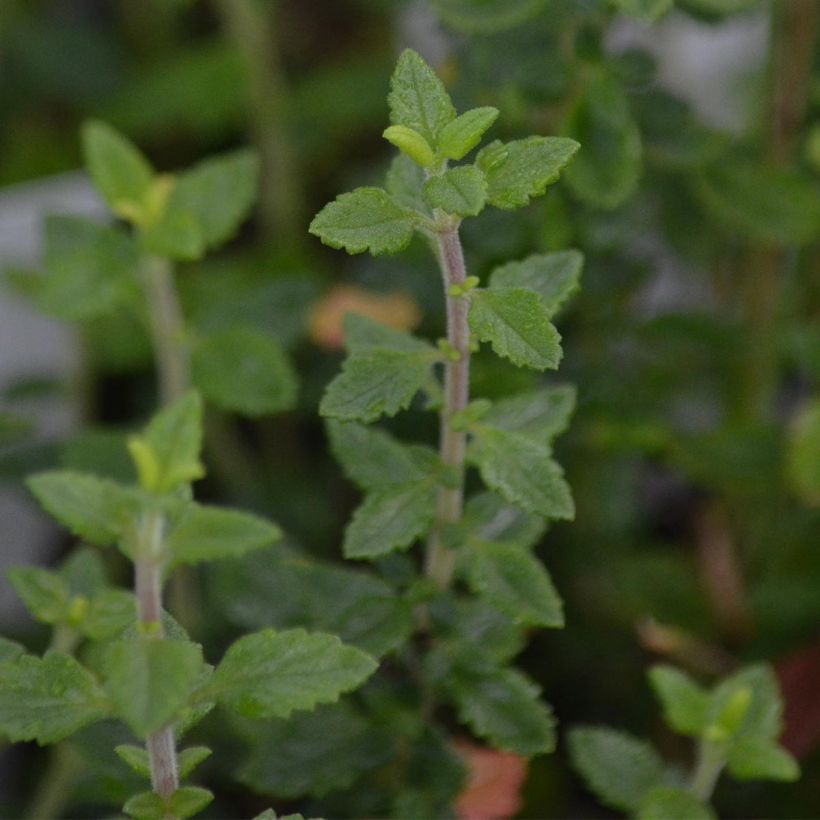 Teucrium lucidrys - Immergrüner Gamander (Laub)