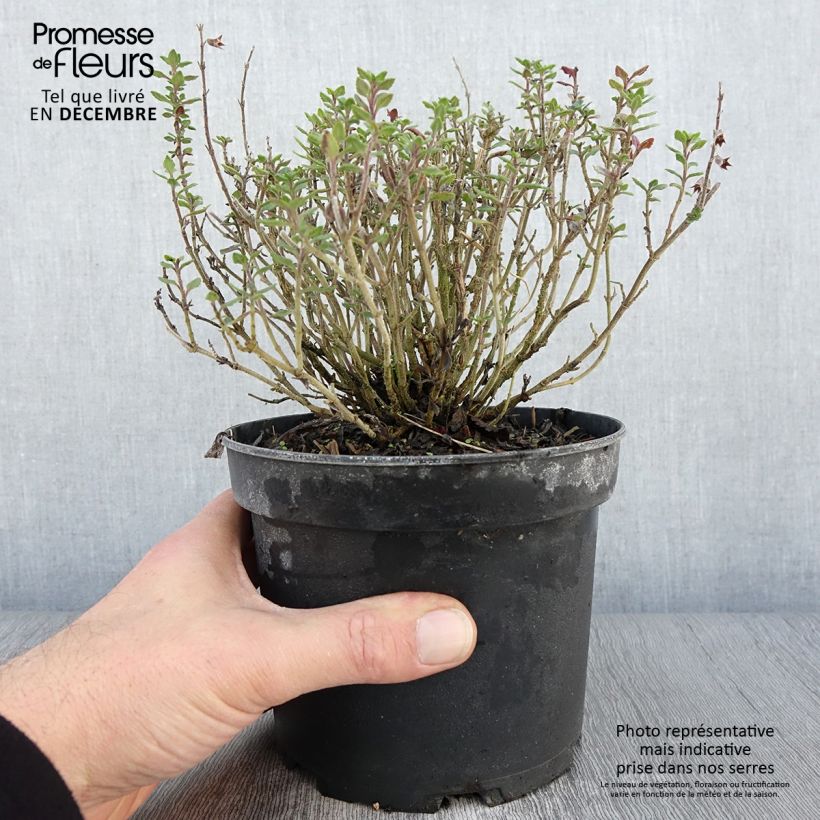 Exemplar von Teucrium lucidrys - Germandrée en pot de 2L/3L wie im Herbst geliefert