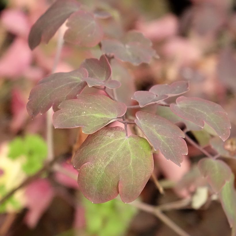 Thalictrum Anne - Wiesenraute (Laub)