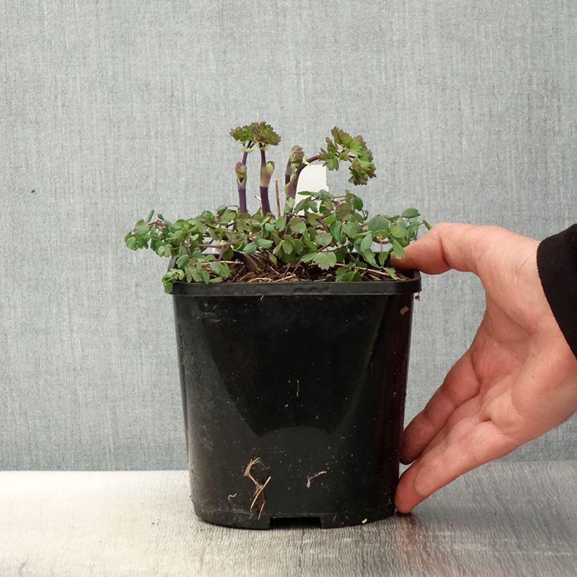 Exemplar von Thalictrum aquilegifolium Thundercloud - Pigamon à feuille d'ancolie - Pot de 2L/3L wie im Frühjahr geliefert