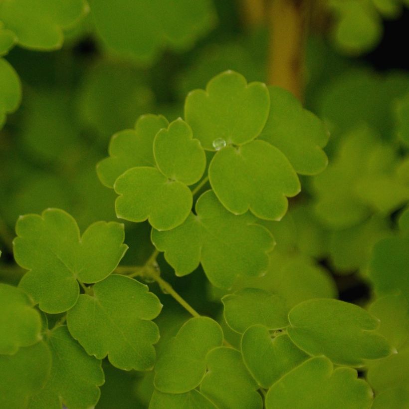 Thalictrum delavayi Album - Delavays Wiesenraute (Laub)