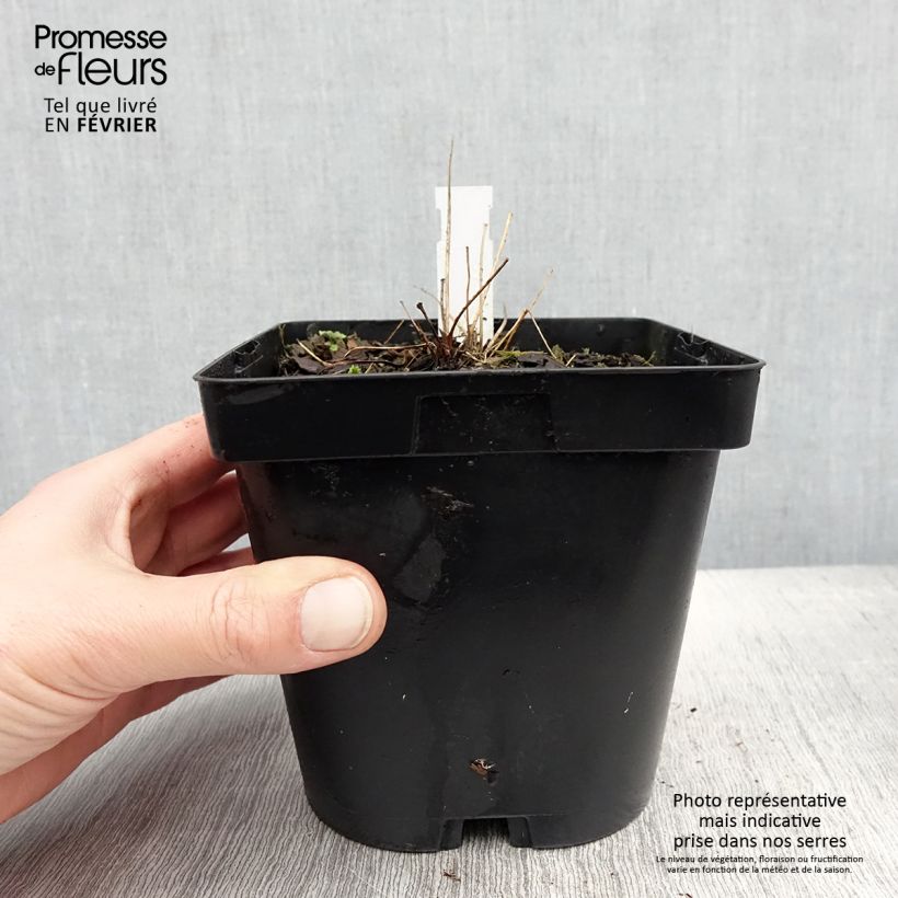 Exemplar von Thalictrum delavayi Album en pot 2/3L wie im Winter geliefert