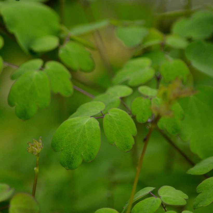 Thalictrum delavayi Hewitt's double - Delavays Wiesenraute (Laub)