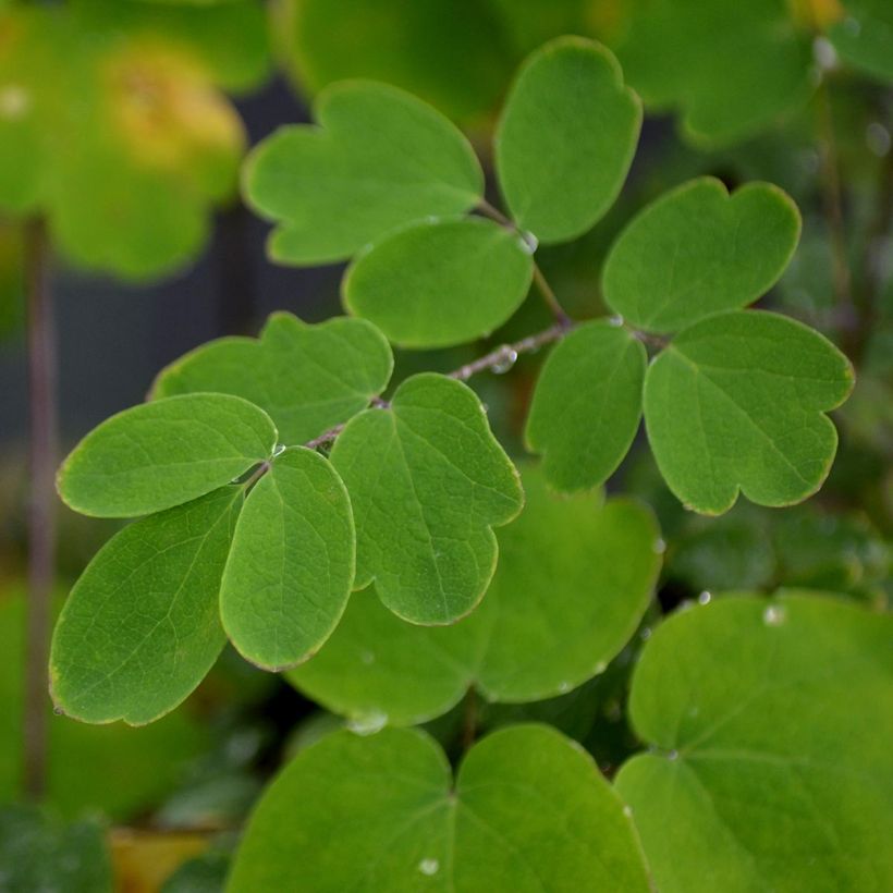 Thalictrum Elin - Wiesenraute (Laub)