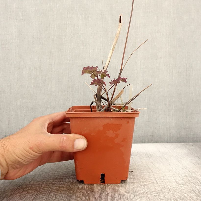 Exemplar von Thalictrum Elin - Pigamon pot de 1L/1.5L wie im Herbst geliefert