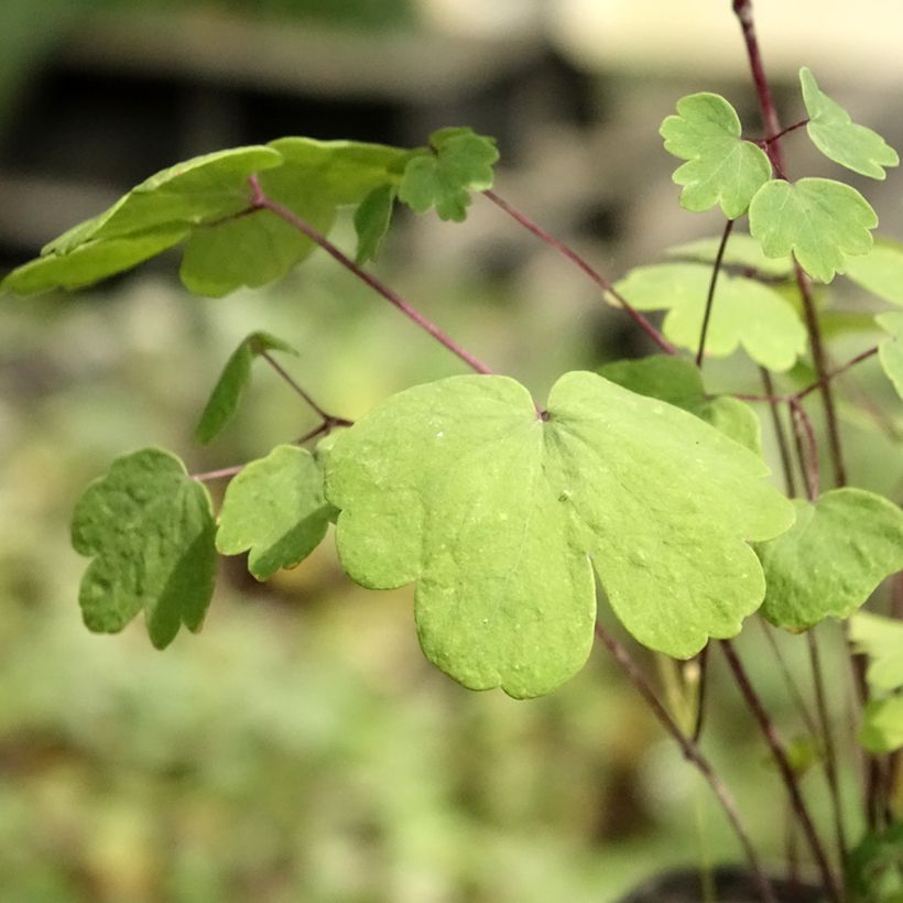 Thalictrum Purplelicious - Wiesenraute (Laub)