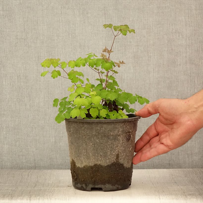 Exemplar von Thalictrum rochebrunianum - Pigamon - Pot de 2L/3L wie im Sommer geliefert