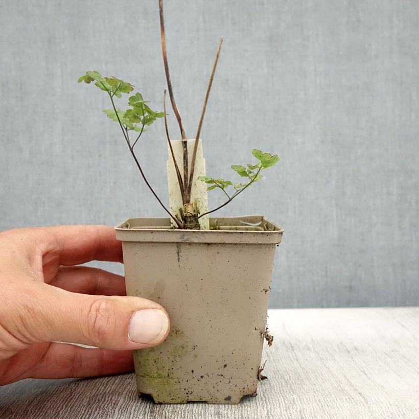 Exemplar von Thalictrum sphaerostachyum - Pigamon à tête ronde Godet de 8/9 cm wie im Herbst geliefert