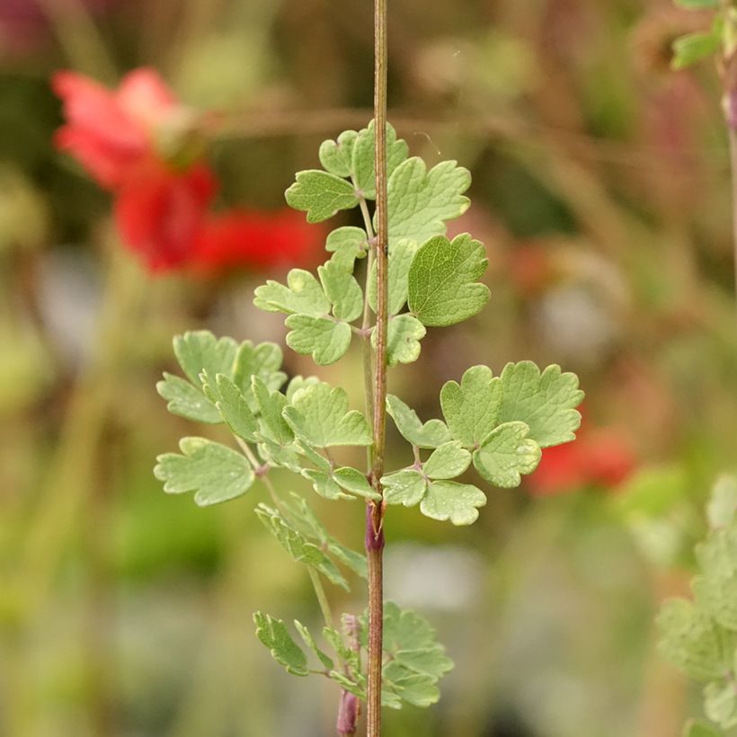 Thalictrum sphaerostachyum - Wiesenraute (Laub)