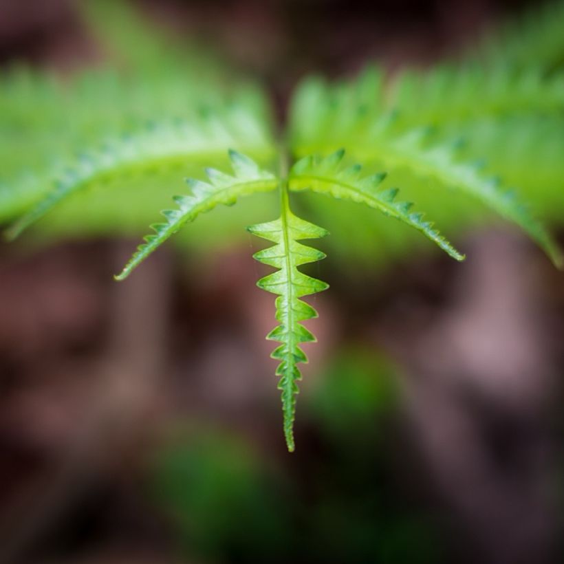 Thelypteris kunthii - Kunths Sumpffarn (Laub)