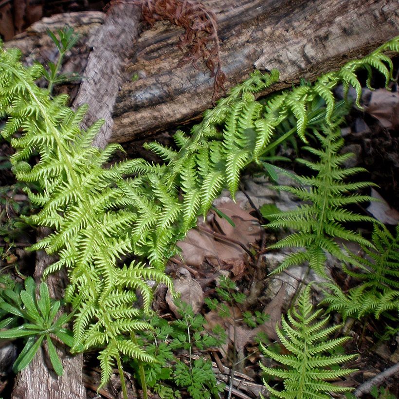 Thelypteris kunthii - Kunths Sumpffarn (Hafen)