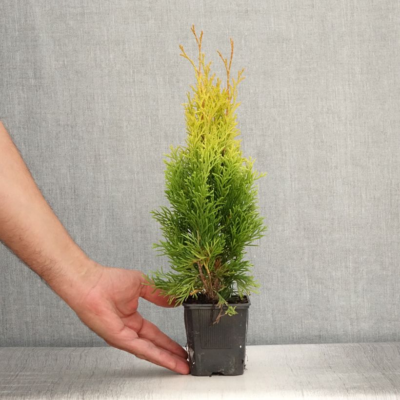 Exemplar von Thuja occidentalis Golden Smaragd - Thuya du Canada - Godet de 8/9 cm wie im Sommer geliefert